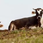 SRA14 - Allevatori custodi dell’agro biodiversità