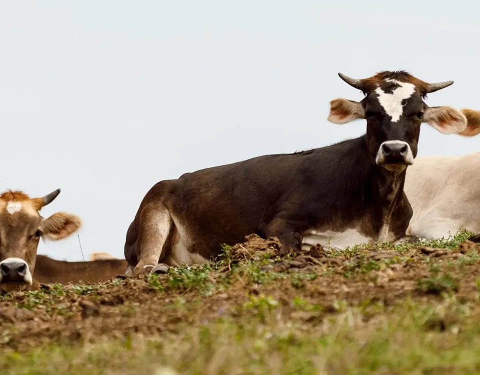 SRA14 - Allevatori custodi dell’agro biodiversità