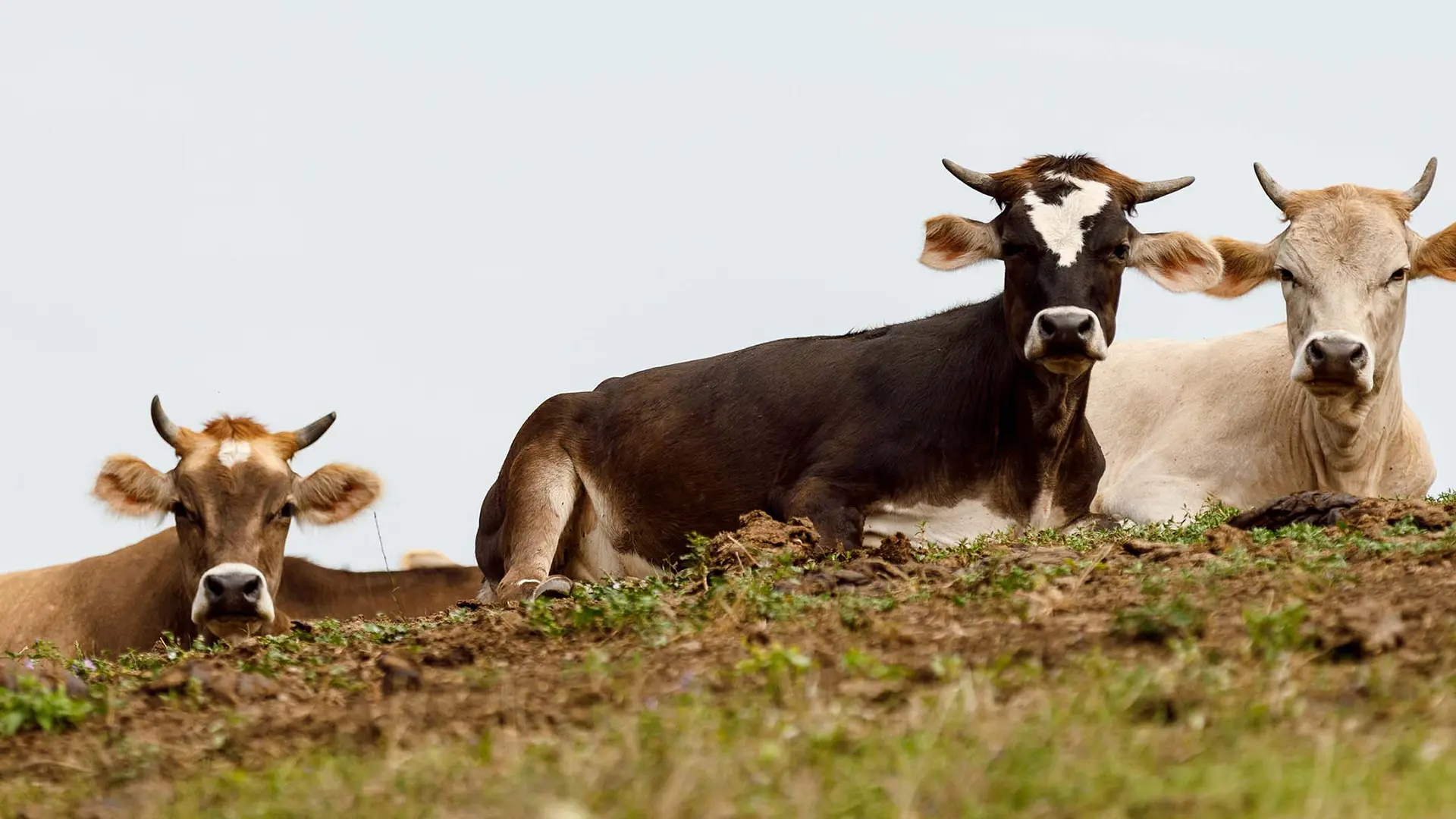 SRA14 - Allevatori custodi dell’agro biodiversità