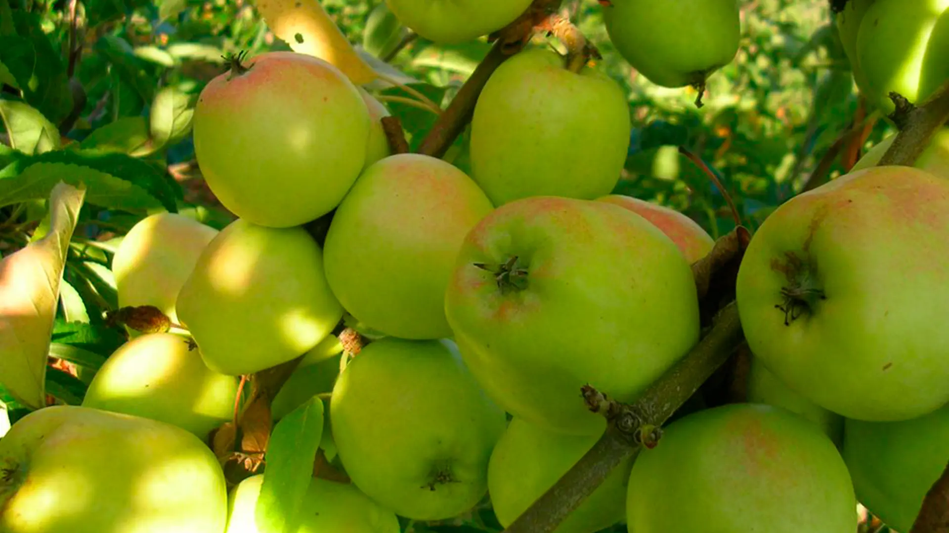 SRA15 – Agricoltori custodi dell’agro biodiversità