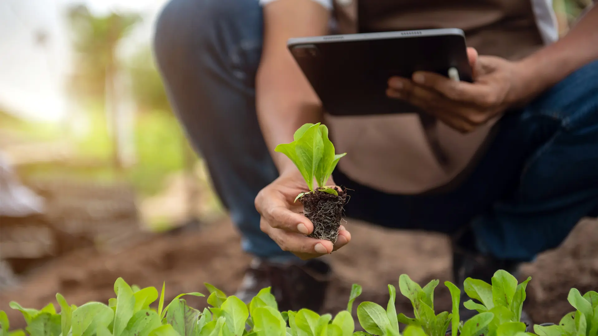 SRA16 – Conservazione agro biodiversità – banche germoplasma