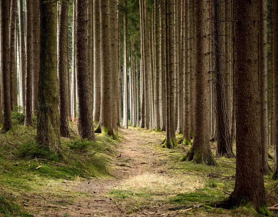 SRA28 - Sostegno per mantenimento della forestazione/imboschimento e sistemi agroforestali