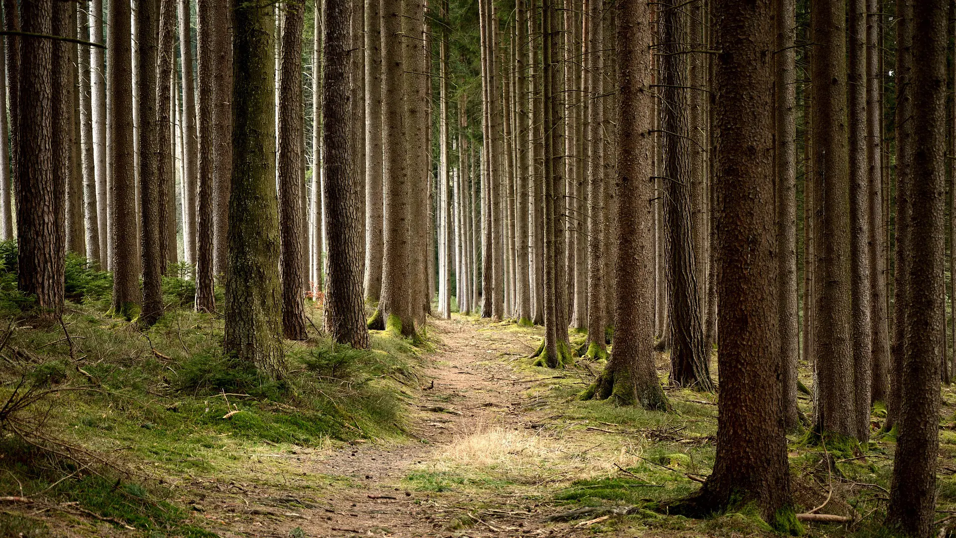 SRA28 - Sostegno per mantenimento della forestazione/imboschimento e sistemi agroforestali