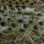 SRD06 - Investimenti per la prevenzione ed il rispristino del potenziale produttivo agricolo