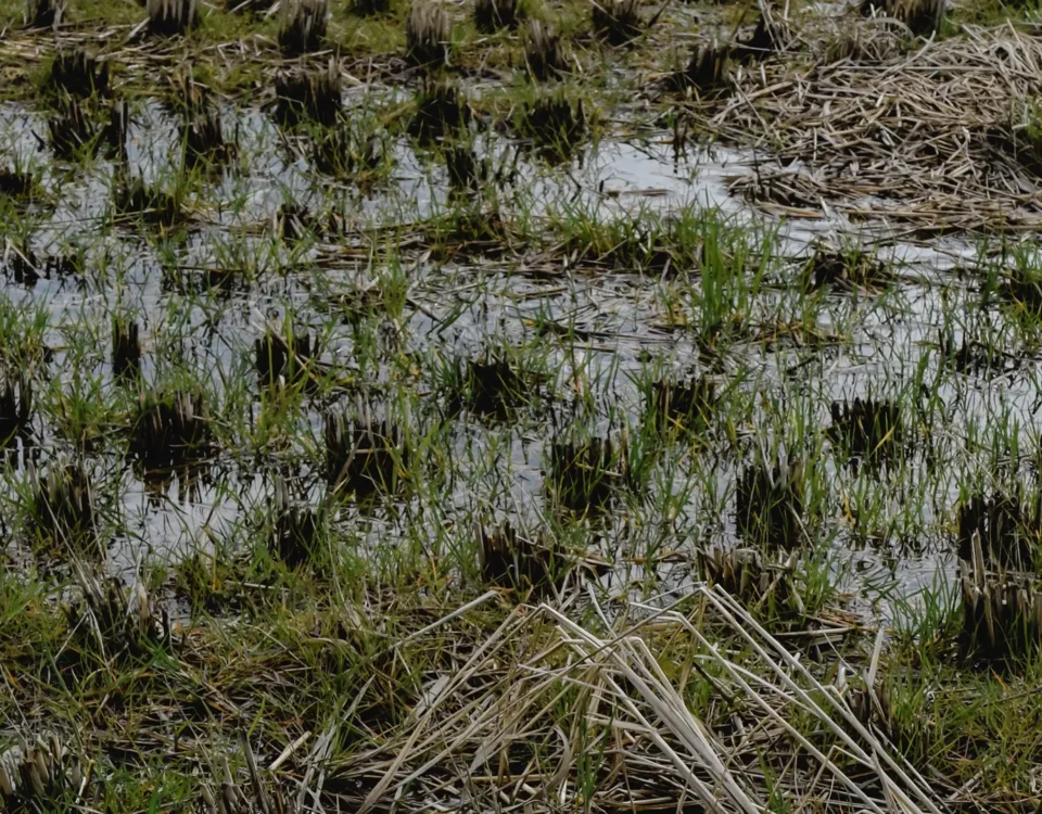 SRD06 - Investimenti per la prevenzione ed il rispristino del potenziale produttivo agricolo