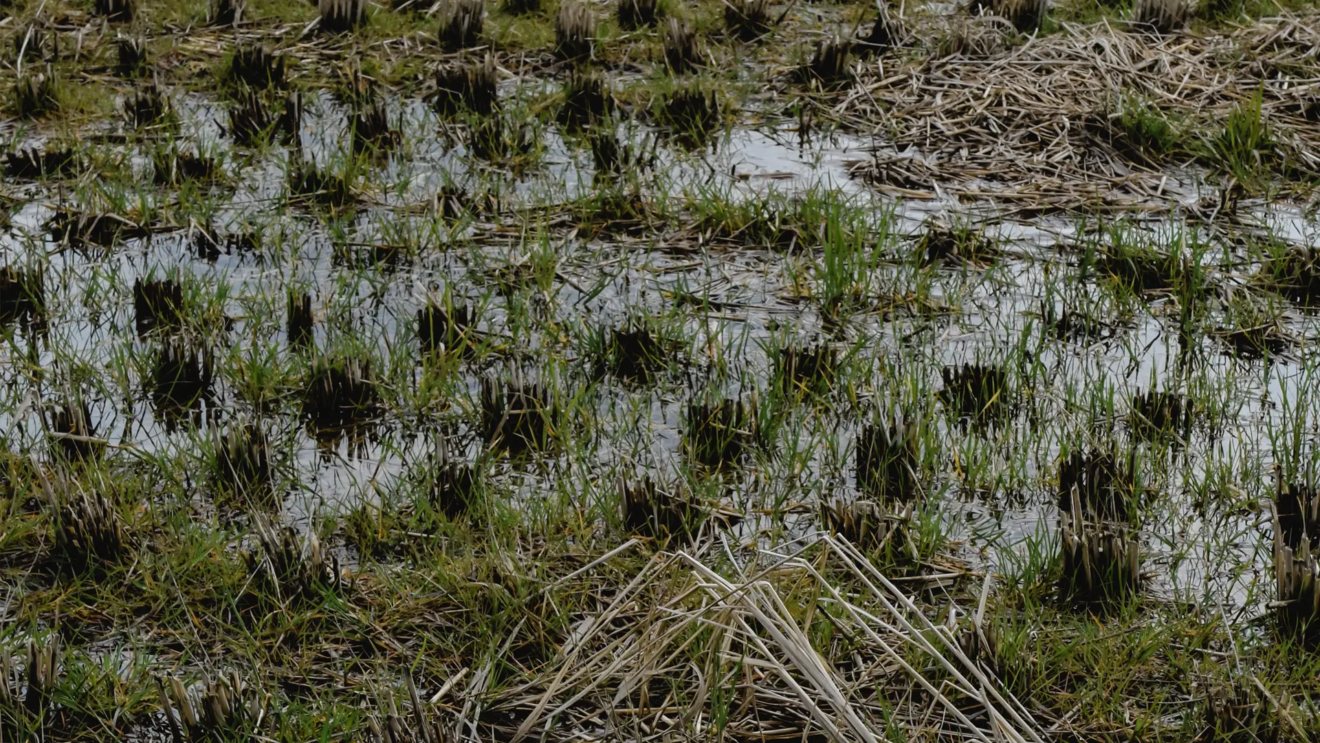 SRD06 - Investimenti per la prevenzione ed il rispristino del potenziale produttivo agricolo