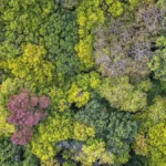 Investimenti non produttivi forestali