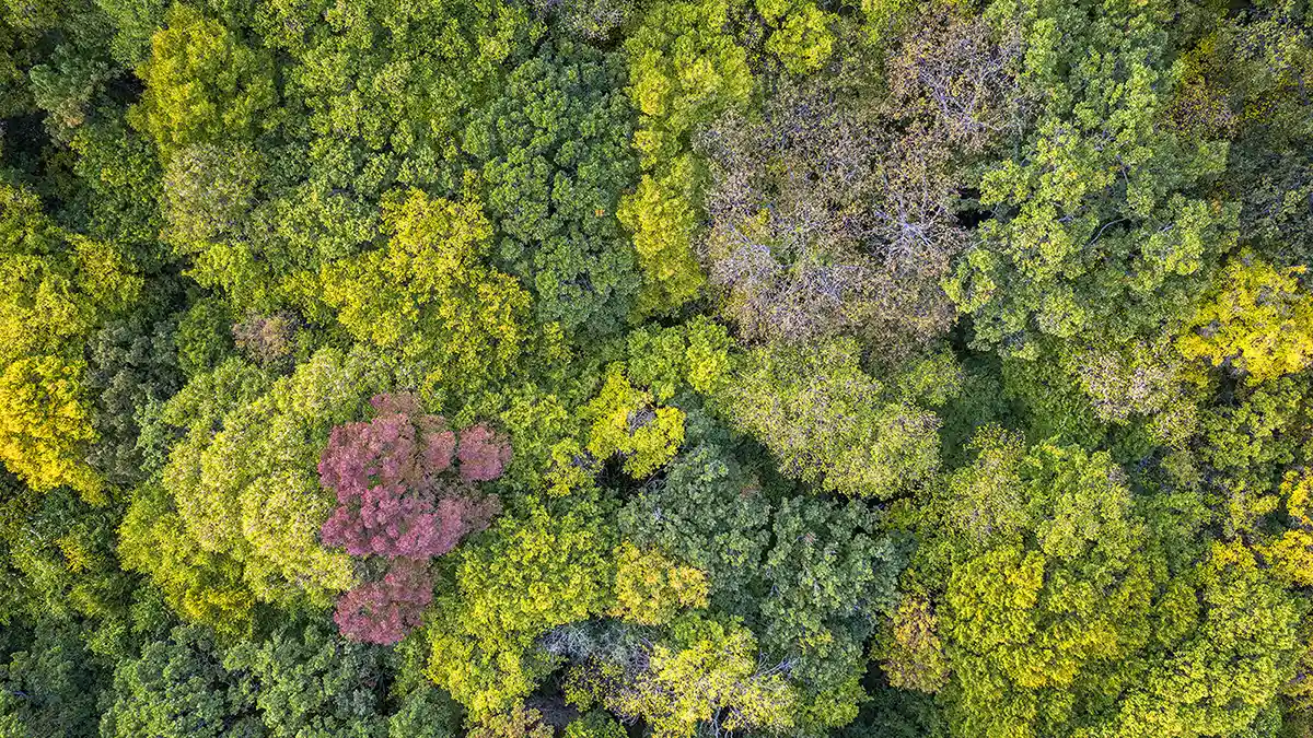 Investimenti non produttivi forestali