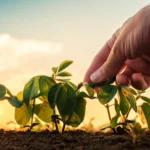 Ritiro seminativi dalla produzione