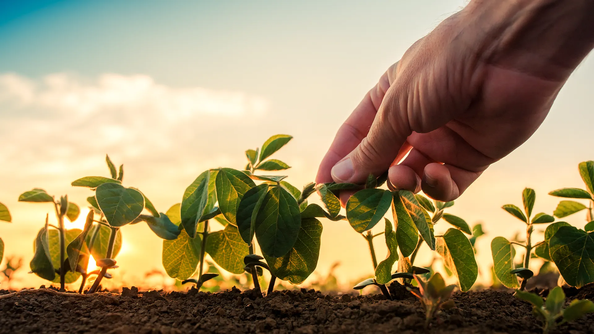 Ritiro seminativi dalla produzione